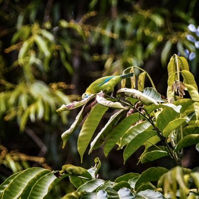 Blauflügel-Blattvogel / Blue-winged Leafbird